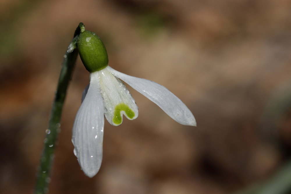 Snowdrop (Galanthus)