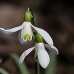 Snowdrop (Galanthus)