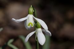 Snowdrop (Galanthus)