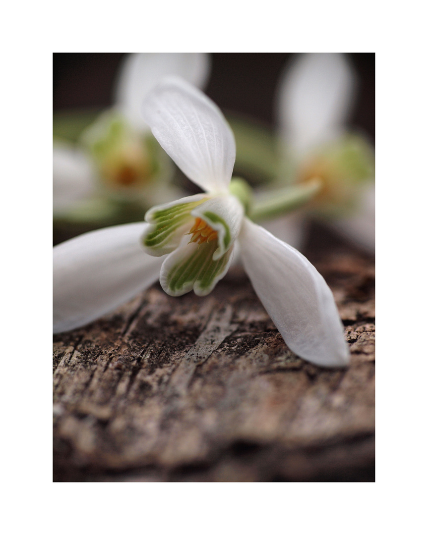 SNOWDROP II