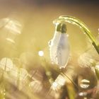 Snowdrop in the evening