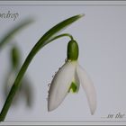 Snowdrop ... in the spring