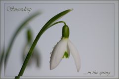 Snowdrop ... in the spring