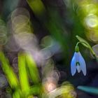 Snowdrop light magic