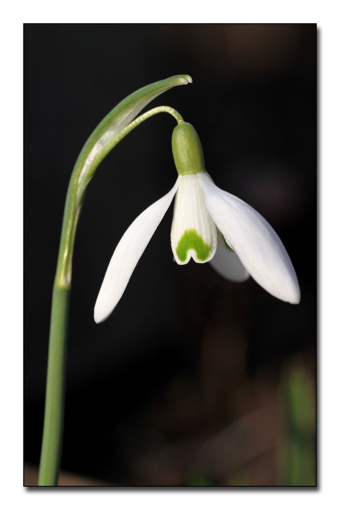 Snowdrop (Spring is coming)