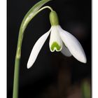 Snowdrop (Spring is coming)