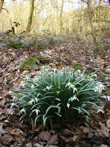 Snowdrop Wood