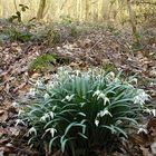 Snowdrop Wood