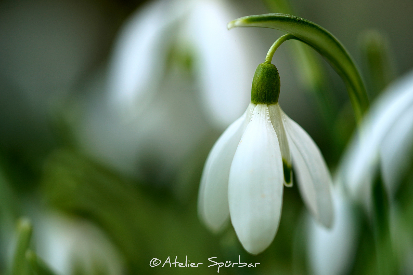 Snowdrop - You are so beautiful...