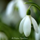 Snowdrop - You are so beautiful...