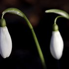 Snowdrops