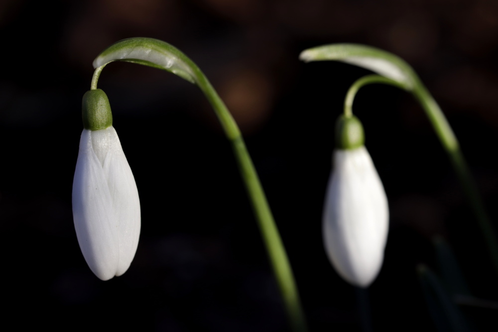 Snowdrops