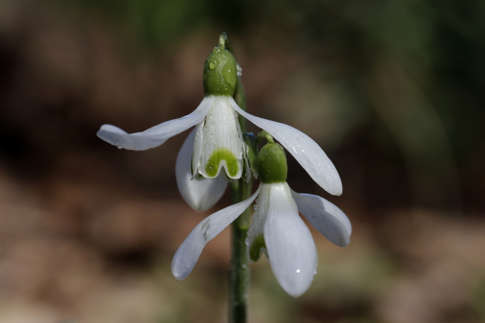 Snowdrops