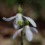 Snowdrops