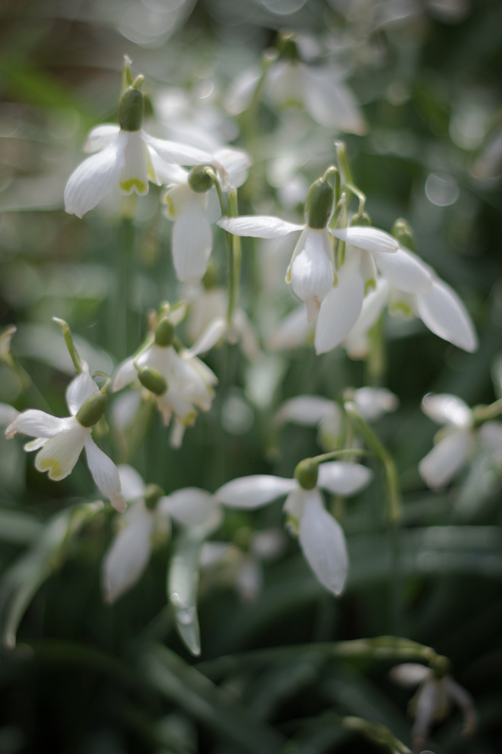 Snowdrops