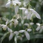 Snowdrops