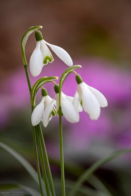 snowdrops