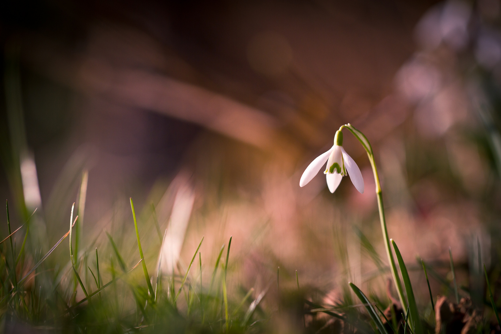 Snowdrops