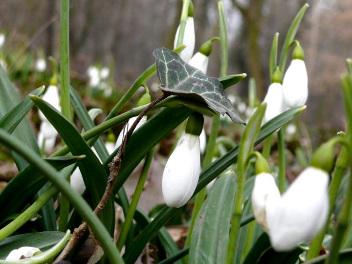 Snowdrops