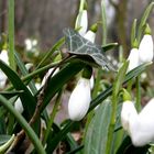 Snowdrops