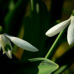 Snowdrops