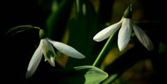 Snowdrops