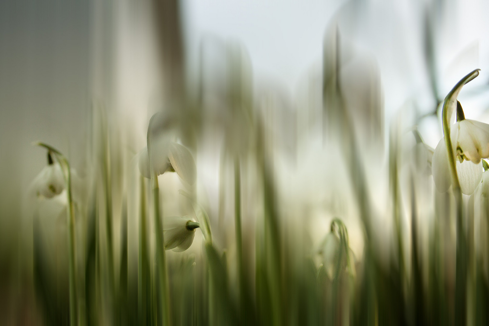 snowdrops .....