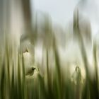 snowdrops .....