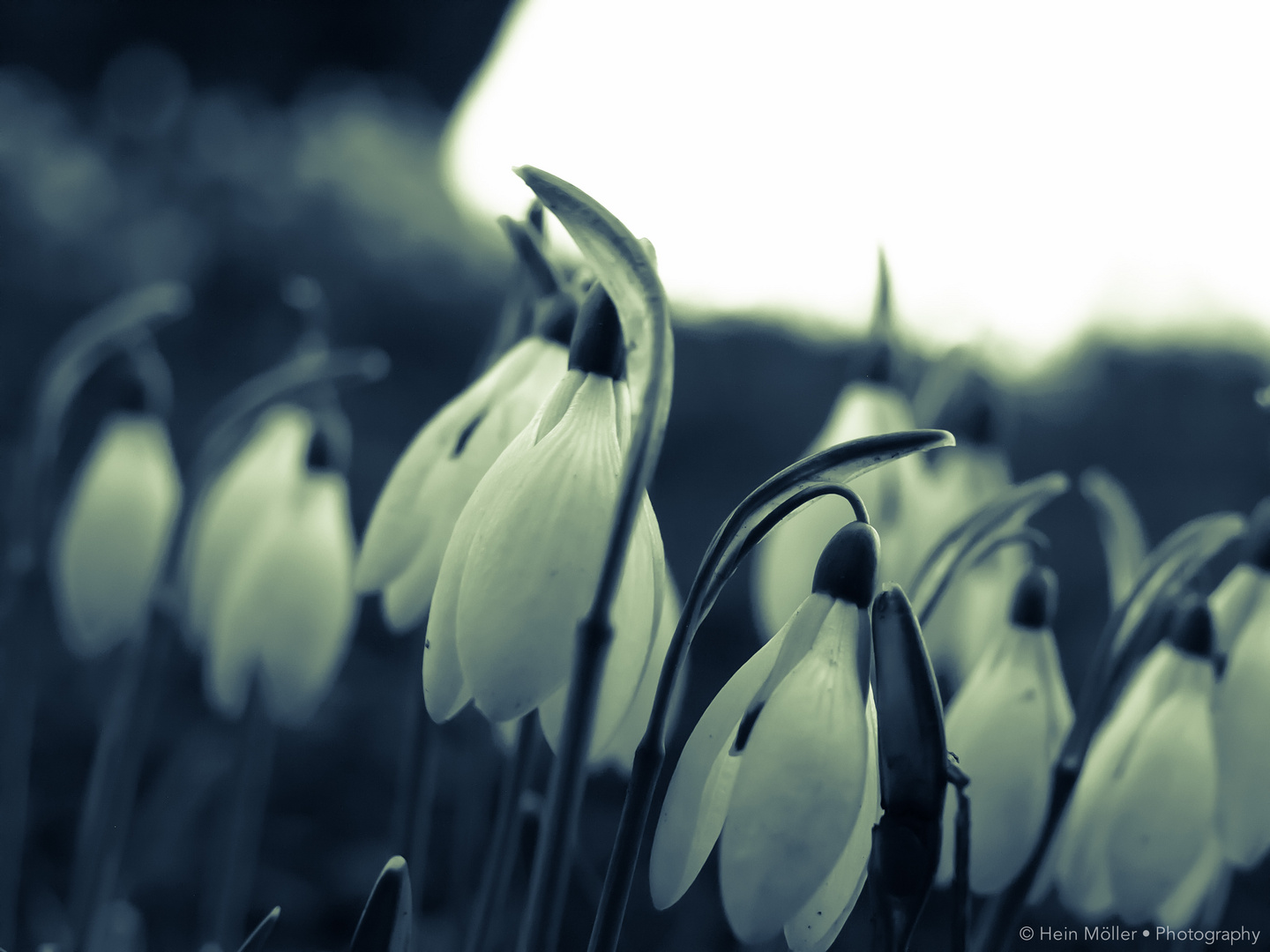 Snowdrops...