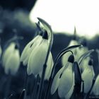 Snowdrops...