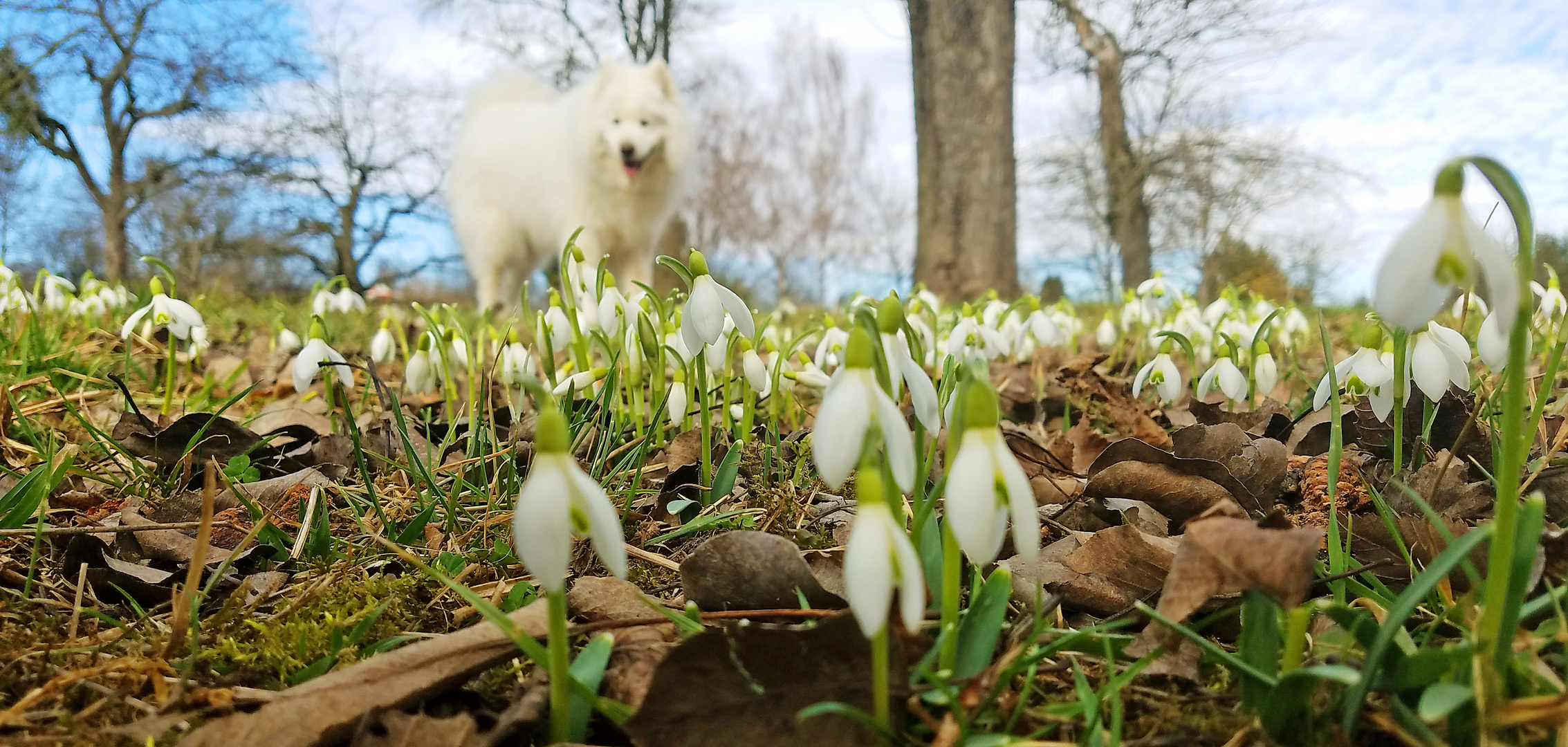 snowdrops