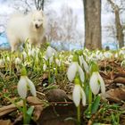 snowdrops