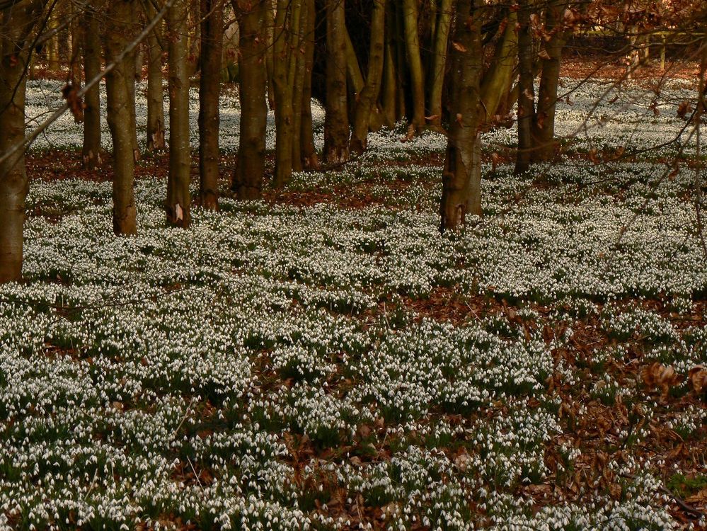 SnowDrops