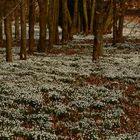 SnowDrops