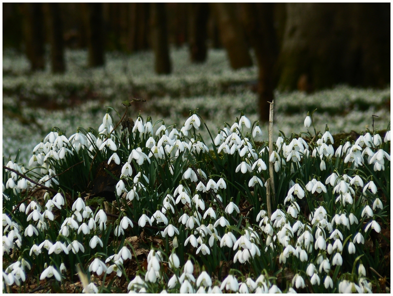 snowdrops