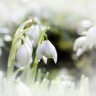 Snowdrops