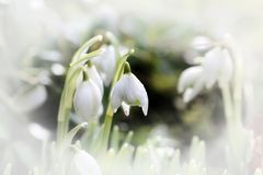 Snowdrops