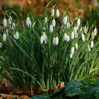 Snowdrops