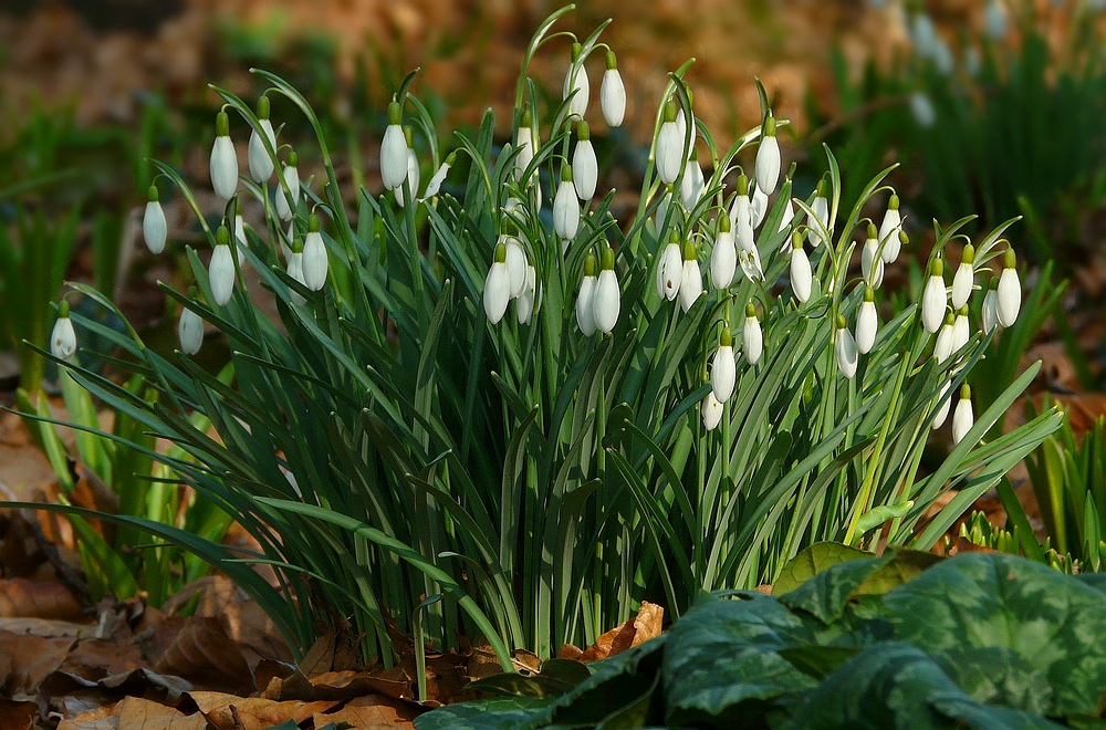 Snowdrops