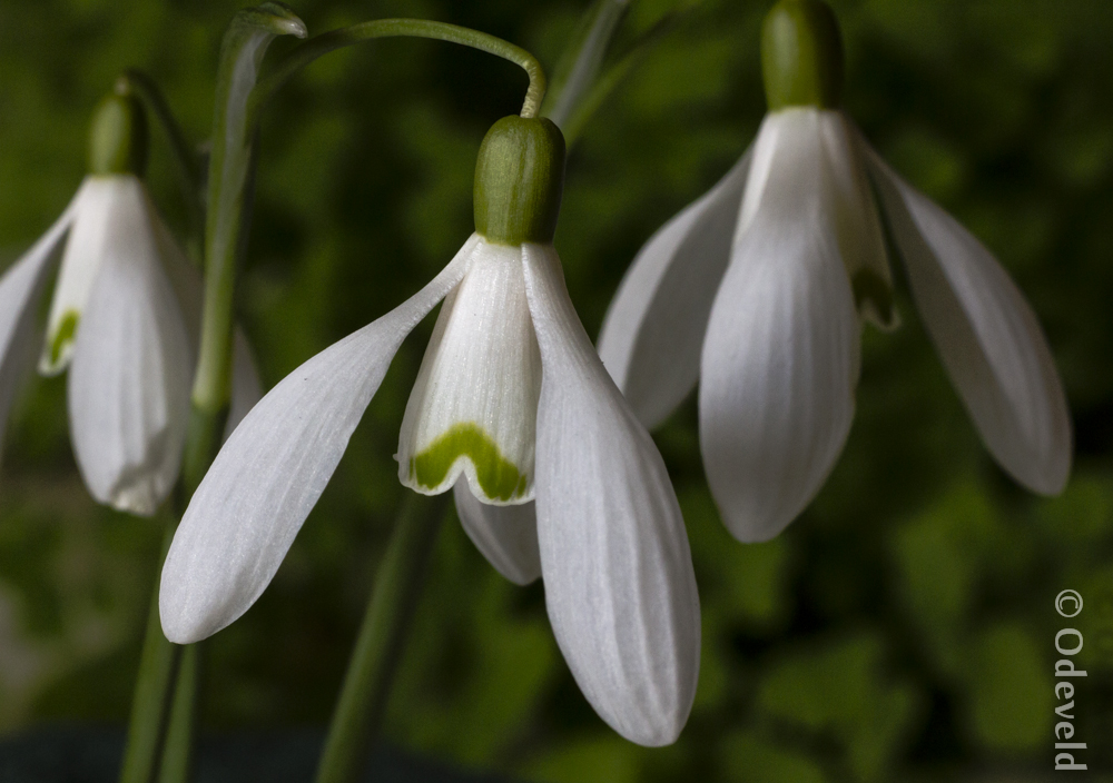 Snowdrops.