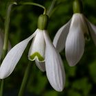 Snowdrops.