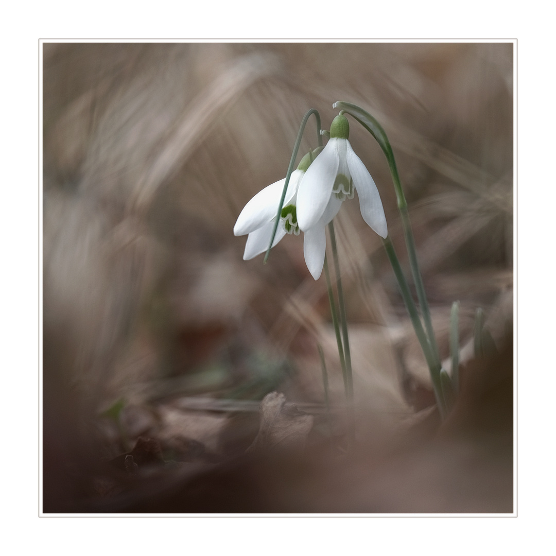 snowdrops