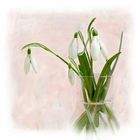 snowdrops