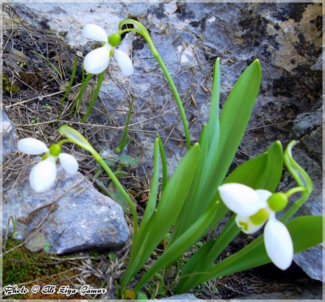 Snowdrops