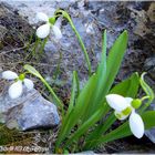 Snowdrops