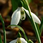 Snowdrops