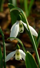 Snowdrops