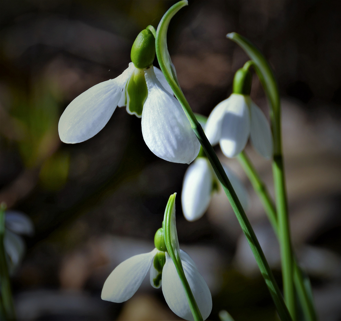 Snowdrops....