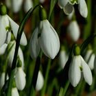 Snowdrops