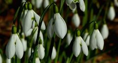 Snowdrops